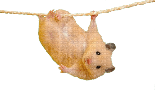 Y.A.M._Summer little animals hamster - Free PNG