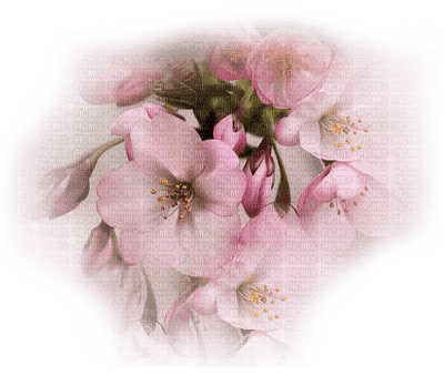 fleur rose.Cheyenne63 - Free PNG