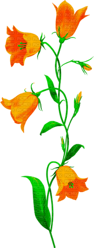 Flowers.Orange - PNG gratuit