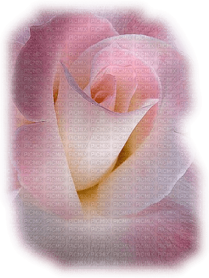 rosado - png grátis