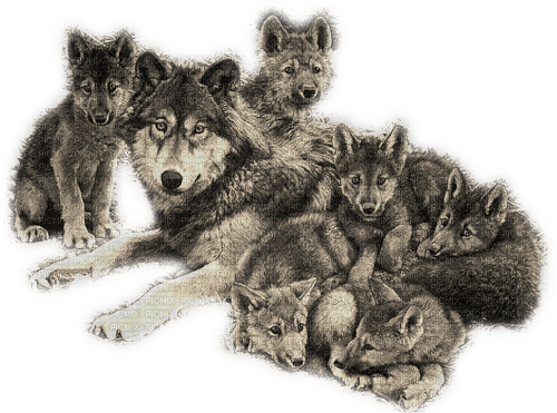 wolf family - besplatni png