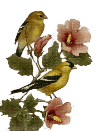 Vögel, Gelb, Grün, Birds - PNG gratuit