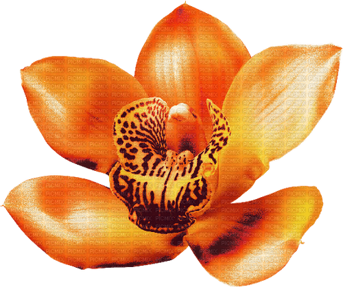 autumn flowers kikkapink orange - PNG gratuit
