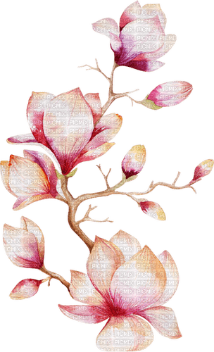Magnolia  Bb2 - безплатен png