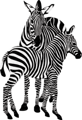 Kaz_Creations Zebra - png gratuito