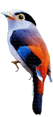 Oiseau - Gratis geanimeerde GIF