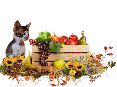 Kaz_Creations Autumn 🍂 Deco Cats Cat Kitten - png ฟรี