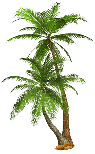 palms by nataliplus - PNG gratuit