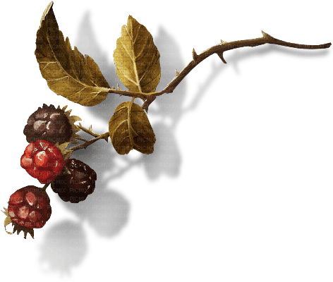 höst bärkvist ---autumn berry twig - besplatni png