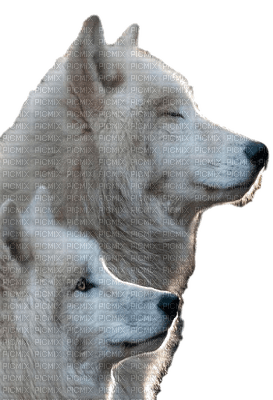 az loup wolf animaux animal - Free PNG
