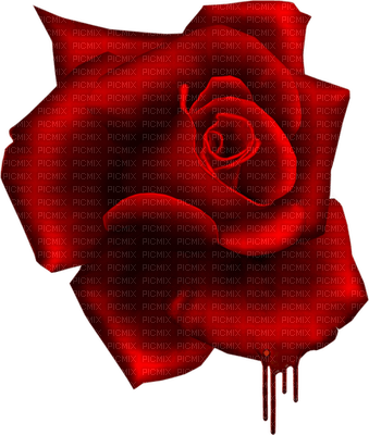 Roses dm19 - darmowe png