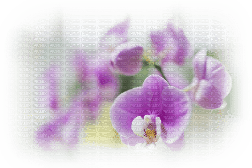 Orchidee - zdarma png