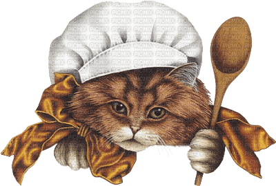 chat cat - png grátis