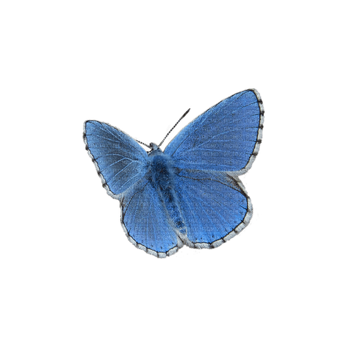 kikkapink deco scrap blue butterfly - gratis png