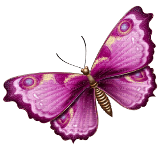 dulcineia8 borboletas - 免费PNG