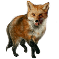 fox bp - zdarma png