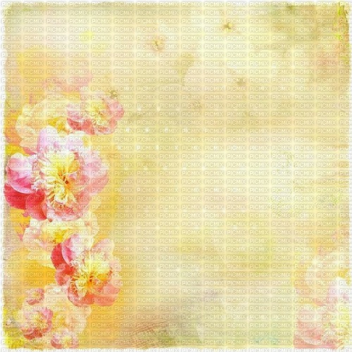 yellow pink spring flower background - PNG gratuit