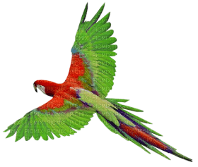 Kaz_Creations Parrot Bird - ücretsiz png