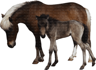 Kaz_Creations Animals Horses Horse - besplatni png