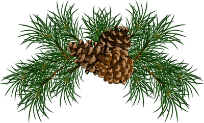 pine branch - безплатен png