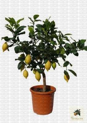 Zitrusbaum citron arbre tree lemon - фрее пнг