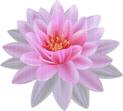 pink water lily - PNG gratuit