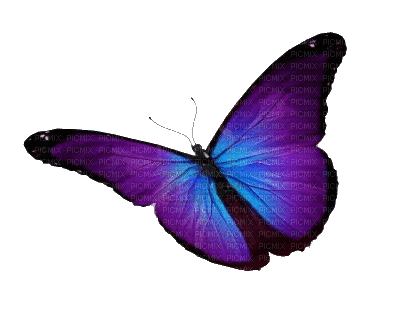 Papillon - Ilmainen animoitu GIF