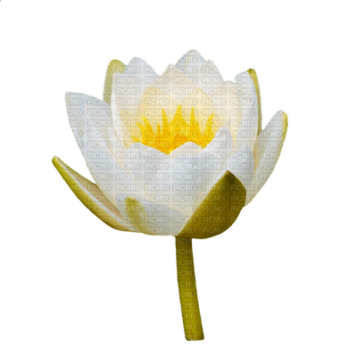 kukka flower fleur - darmowe png