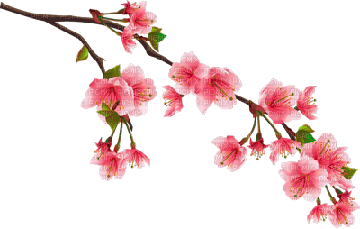 Y.A.M._Summer Flowers Decor - Free PNG