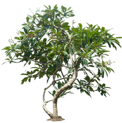trees bp - 免费PNG