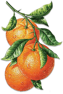 soave deco fruit summer orange - 免费PNG