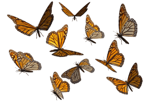 butterflies Bb2 - бесплатно png