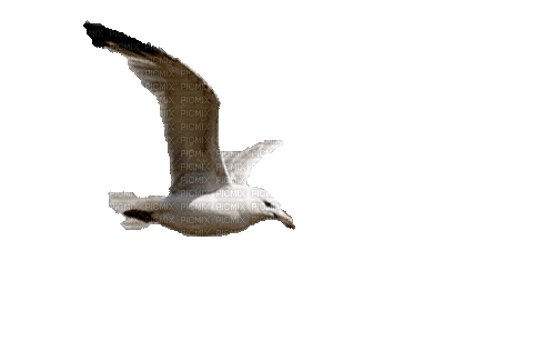 Птицы - Ilmainen animoitu GIF