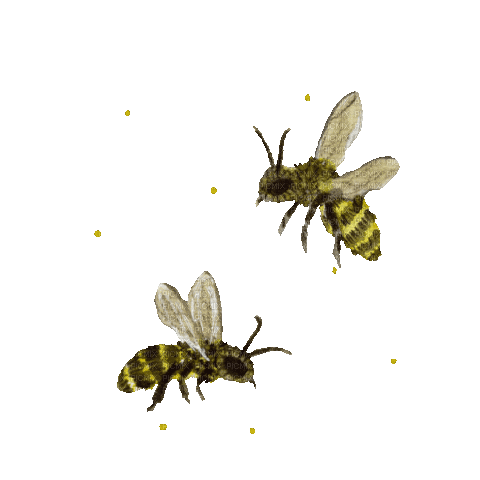 Bee Honey - Bogusia - Bezmaksas animēts GIF
