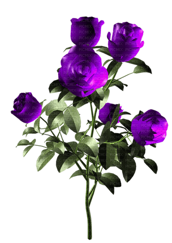 purple rose roses flower spring - png ฟรี