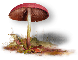 mushrooms - png gratuito