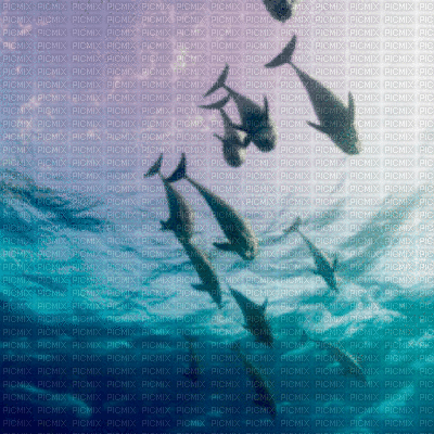 dolphin bg gif dauphin fónd🐬🐬 - GIF animé gratuit