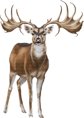 deer bp - бесплатно png