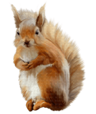 squirrel katrin - gratis png