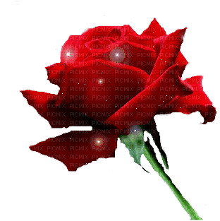 Red Rose - Animovaný GIF zadarmo