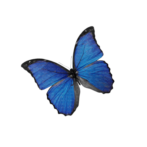 kikkapink deco scrap blue butterfly - gratis png