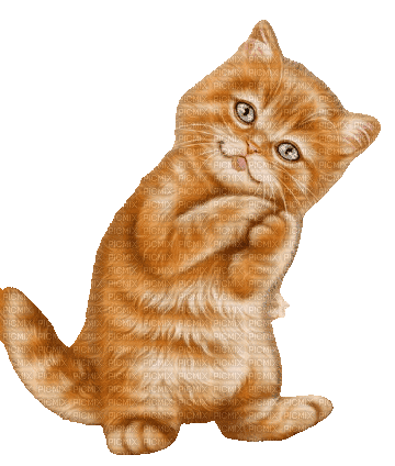 CAT - GIF animasi gratis