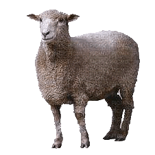 Kaz_Creations Sheep - фрее пнг