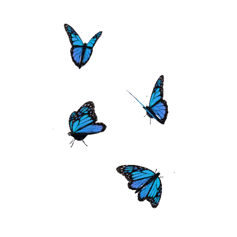butterfly fly - GIF animé gratuit
