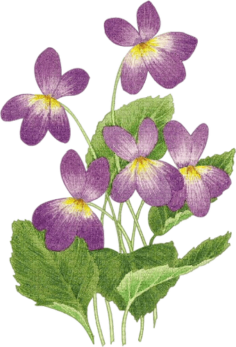 violets - png grátis