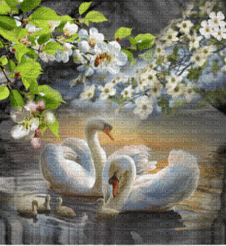 swans bp - Бесплатный анимированный гифка