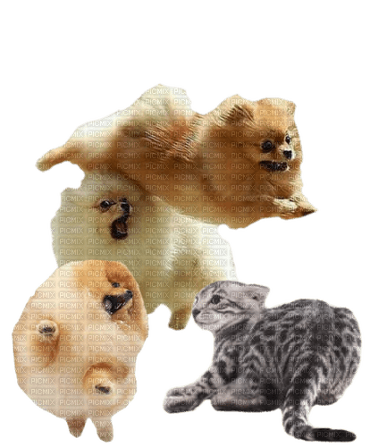 Pomeranian/Poes - δωρεάν png