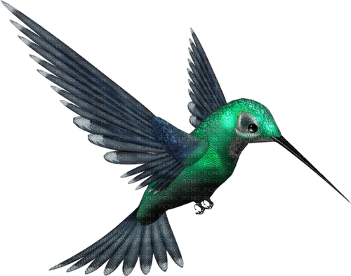 Kolibrie - png gratuito