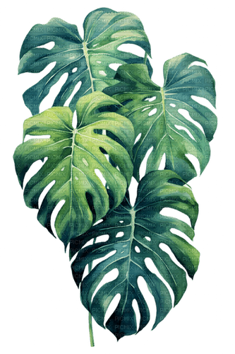tropical leaves Bb2 - gratis png
