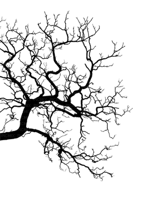 branch anastasia - png grátis